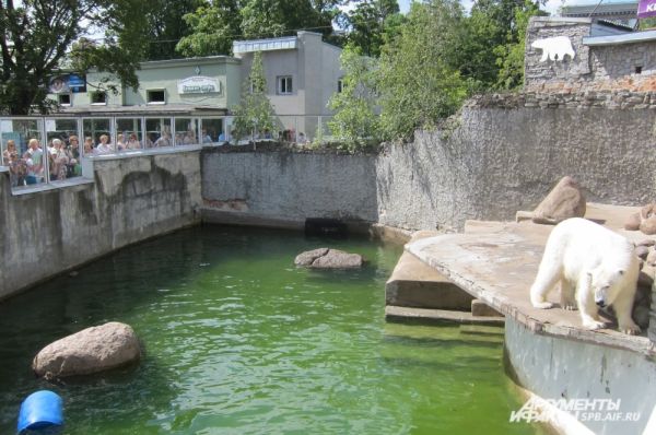 Десятки посетителей ждут, когда будут кормить семейство белых медведей.