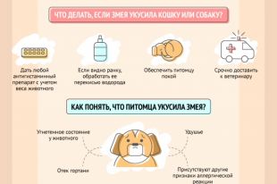 Инфографика.