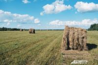 Сегодняшний показатель кормозаготовительной кампании на 15% превышает результаты прошлого года за аналогичный период.