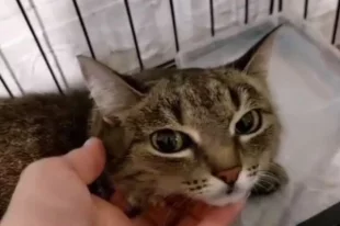 Скоро кошке Ириске будут искать новых хозяев.